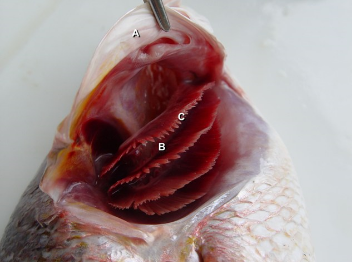 Resultado de imagen de branquias peces